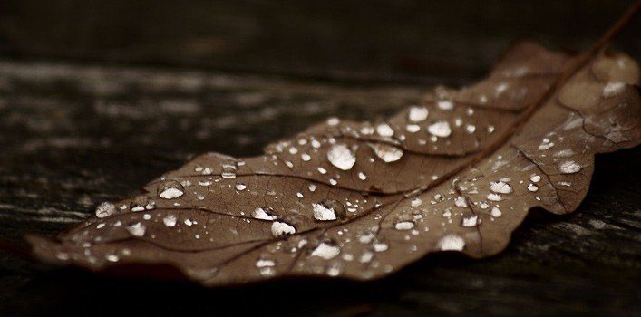 Color Brown Facts