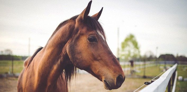 30 Interesting Horse Facts
