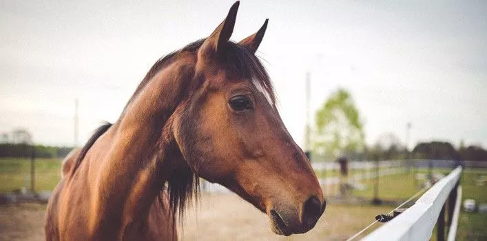 30 Interesting Facts About Horses - The Fact Site 30 Interesting Facts About Horses - The Fact Site