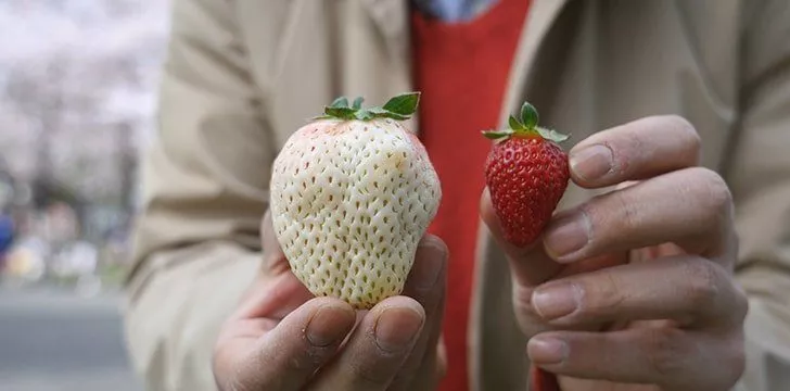 Strawberries are not always red.