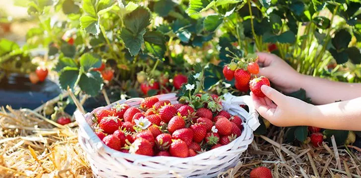 20th May – Pick Strawberries Day.