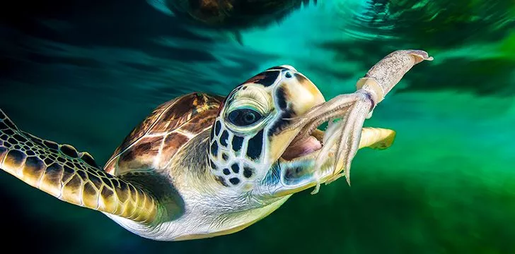 23rd May – Turtle Day.
