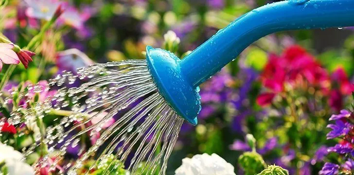 Water A Flower Day