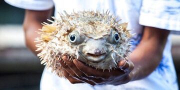 Fugu - Most Poisonous Food in the World