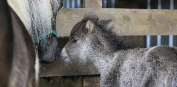 A baby grey horse
