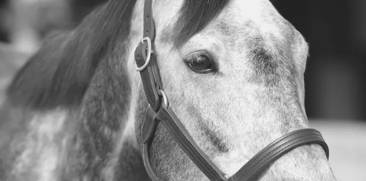 A horse in grayscale