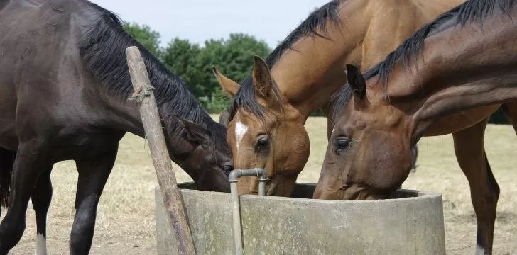 Thirsty horses drinking water