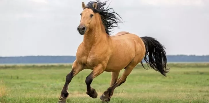 A brown horse running