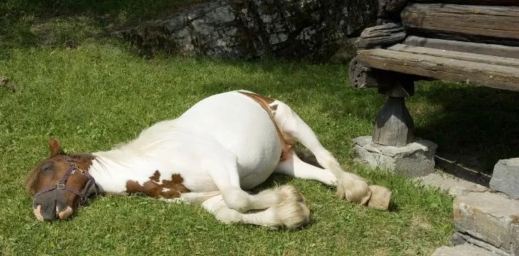 A horse flat asleep on the grass