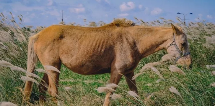 A tall horse eating
