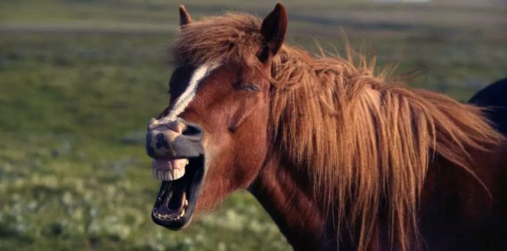 Horse Smiling Showing it's Teeth