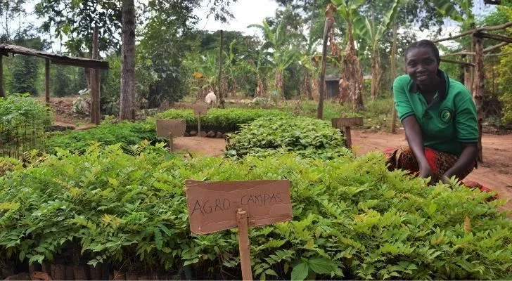 Since 2014 the Welsh government has donated a fruit tree to families in Uganda for every child born or adopted in Wales.