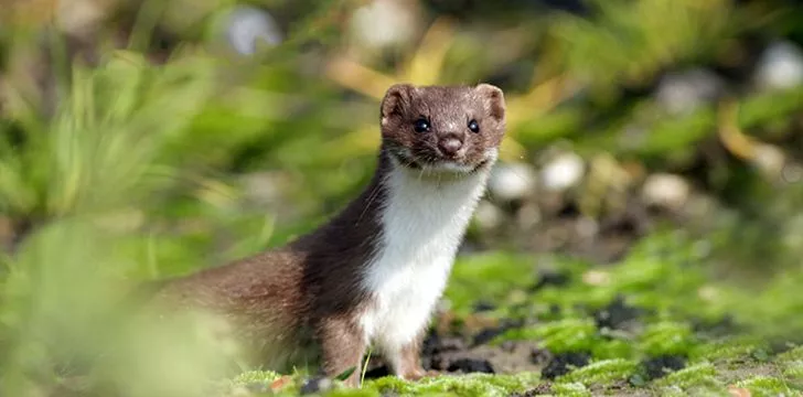 14th June – Pop Goes The Weasel Day.