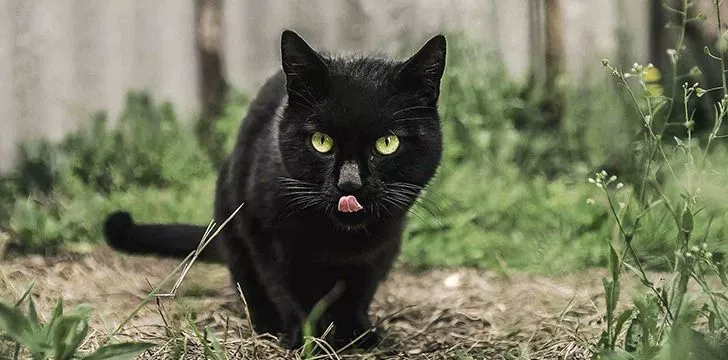 August 17th – Black Cat Appreciation Day.