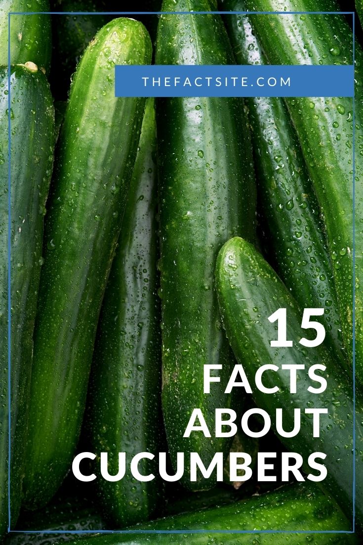 15 Fun Facts About Cucumbers The Fact Site
