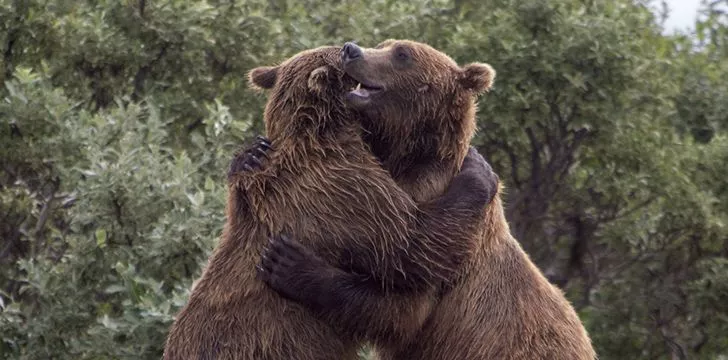 7th November - Hug A Bear Day.