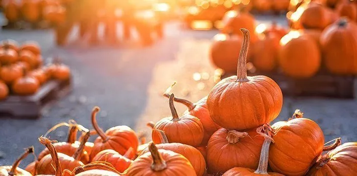 26th October – Pumpkin Day.