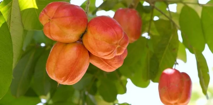 An image of the poisonous fruit ackee hanging from a tree.
