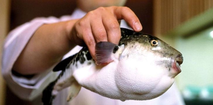A chef holding a Fugu pufferfish.