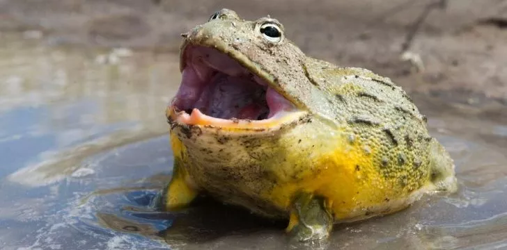 A giant bullfrog with its mouth open.