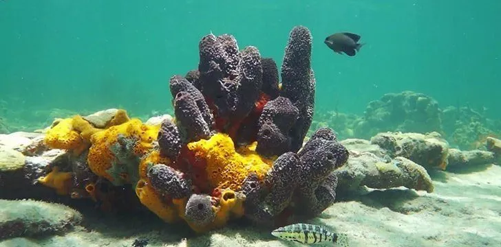 Greece is the leading producer of sea sponges.