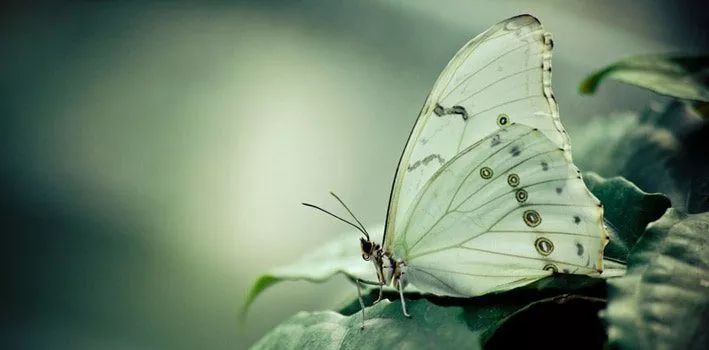 White Butterflies, species, facts, comparisons and photographs