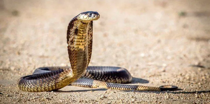 Facts About Snakes that will Rattle Your Mind