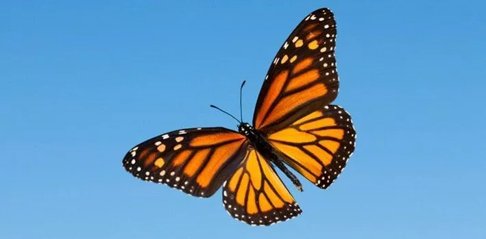 Monarch Butterfly Facts