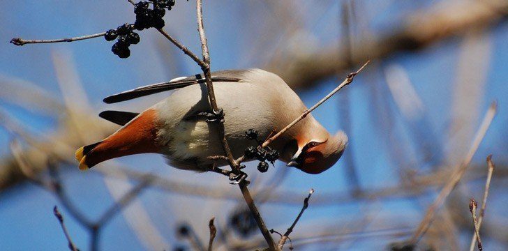 Aves de Waxwing Bohemian Bêbadas 