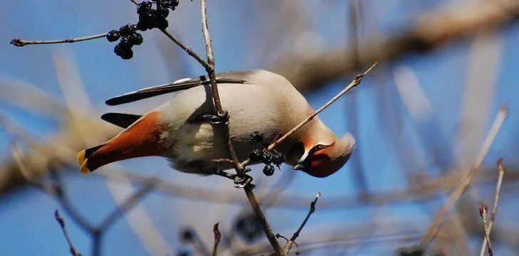 Bohemian Waxwing Birds Drunk