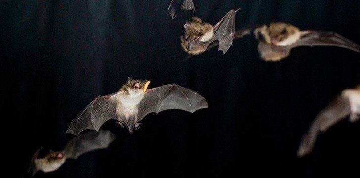 Mordedores Americanos de Tamboril