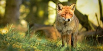 15 Fascinating Facts About Foxes