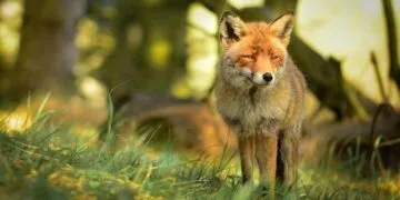 15 Fascinating Facts About Foxes