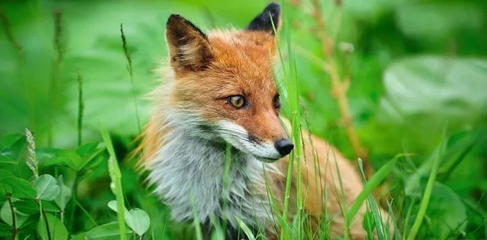 Fox In Tall Grass
