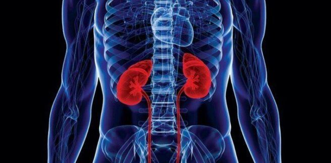 INTERESTING FACTS ABOUT YOUR KIDNEYS visual data 3