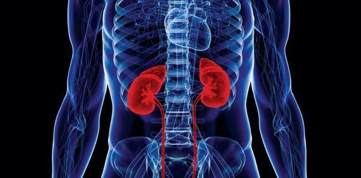 Facts About Kidneys