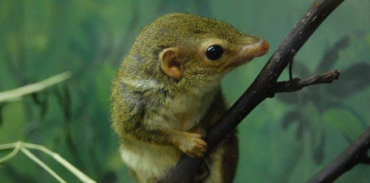 Pen-Tailed Tree Shrews