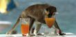 5 Animals That Get Drunk In The Wild - The Fact Site