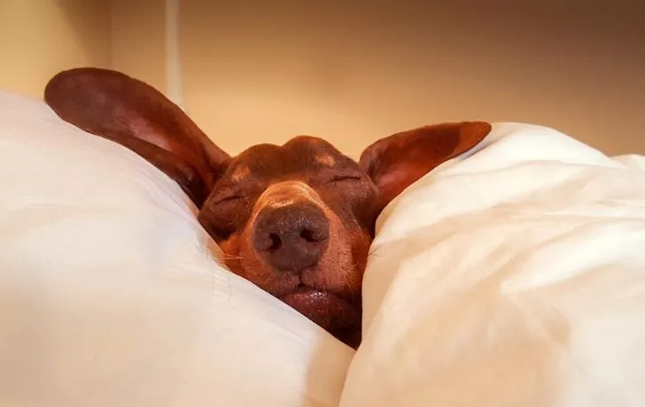 a dog sleeping in a bed