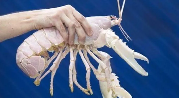 Albino Lobster