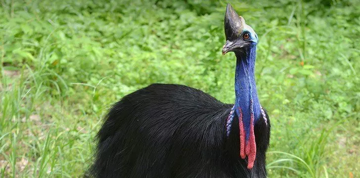 Cassowary Bird Facts