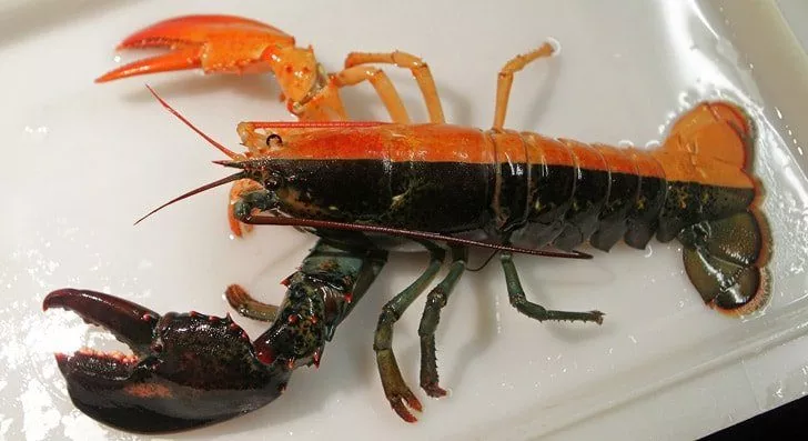Half-and-Half Colored Lobster
