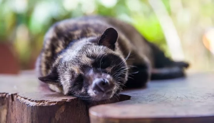 A civet animal resting on a table