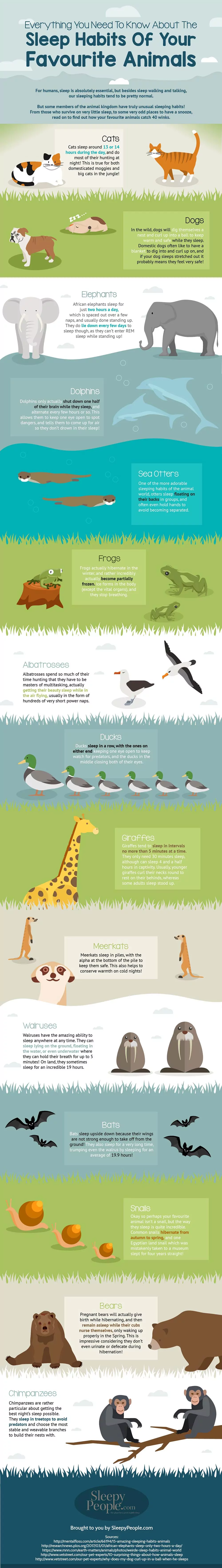 The Sleep Habits Of Your Favorite Animals Infographic