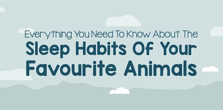 Animal Sleeping Habits