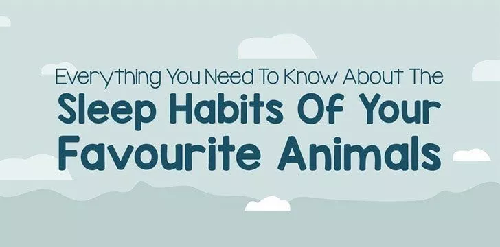 Animal Sleeping Habits