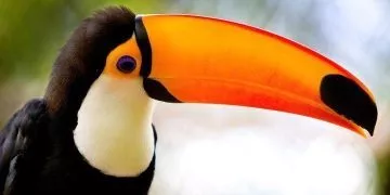 Top 30 Interesting Facts About Toucans