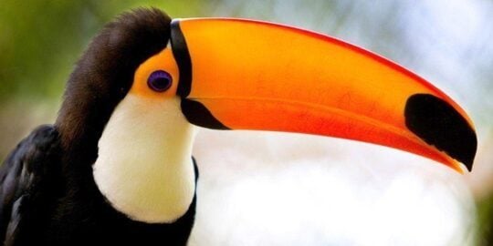 30 Interesting Facts About Toucans