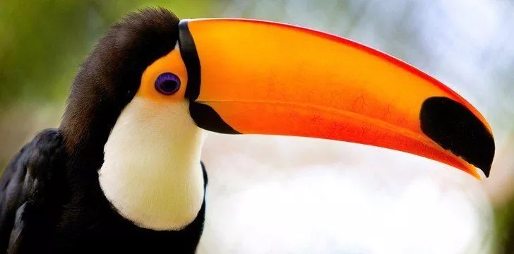 Top 30 Interesting Facts About Toucans | The Fact Site Top 30 Interesting Facts About Toucans | The Fact Site