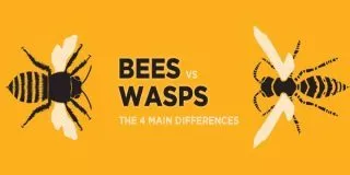 Bees Vs Wasps: The 4 Main Differences